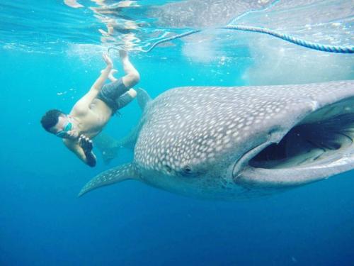 Ingin Berenang Bersama Ikan Hiu? Kunjungi Tempat Ini